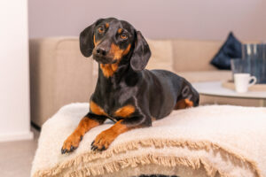 Fritzi